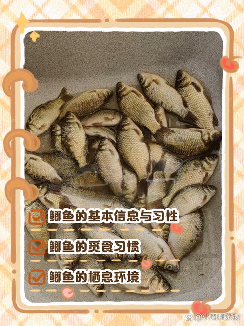 鯽魚的生活習性及特點_鯽魚品種分類_鯽魚養殖方法