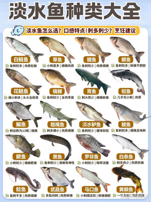 鯽魚的生活習性及特點_鯽魚品種分類_鯽魚養殖方法