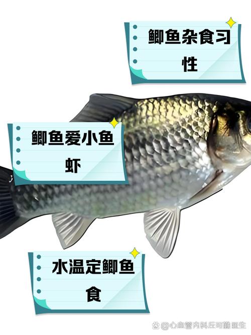 鯽魚的特點和生活特征_鯽魚的生活習性介紹helliphellip_鯽魚的特性