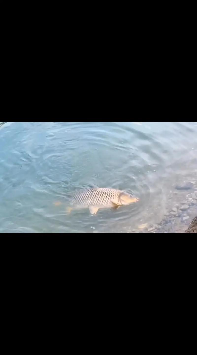 黃河釣鯉魚視頻_淺談如何在黃河臺釣鯉魚有哪些技巧?必看_黃河鯉魚怎么釣用什么餌