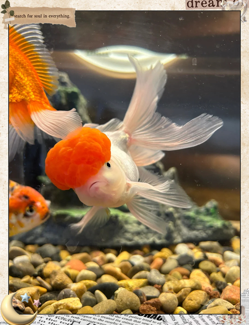 鶴頂紅金魚是什么魚_養鶴頂紅金魚魚缸怎么布置_我要看鶴頂紅金魚長什么樣