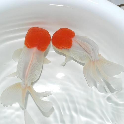 鶴頂紅金魚是什么魚_我要看鶴頂紅金魚長什么樣_養鶴頂紅金魚魚缸怎么布置