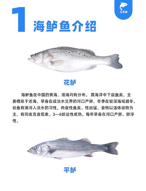 鱸魚垂釣方法_海釣鱸魚之漂蝦釣法與技巧講解_海釣鱸魚技巧