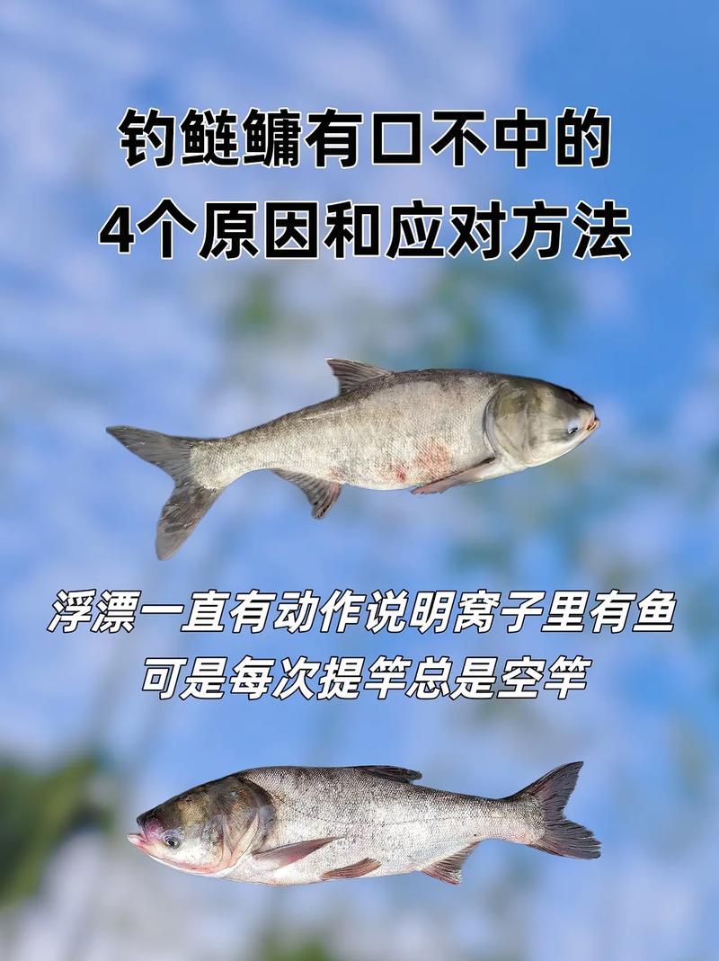 鰱鳙垂釣技巧_浮釣鰱鳙魚高超技巧分析必看_鰱鳙釣魚方法
