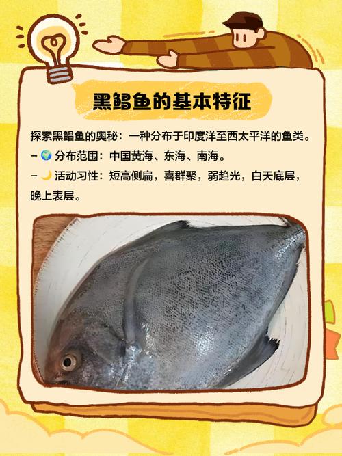白鯧魚和黑鯧魚_黑鯧魚與白鯧魚價格_黑鯧魚和白鯧魚哪個貴
