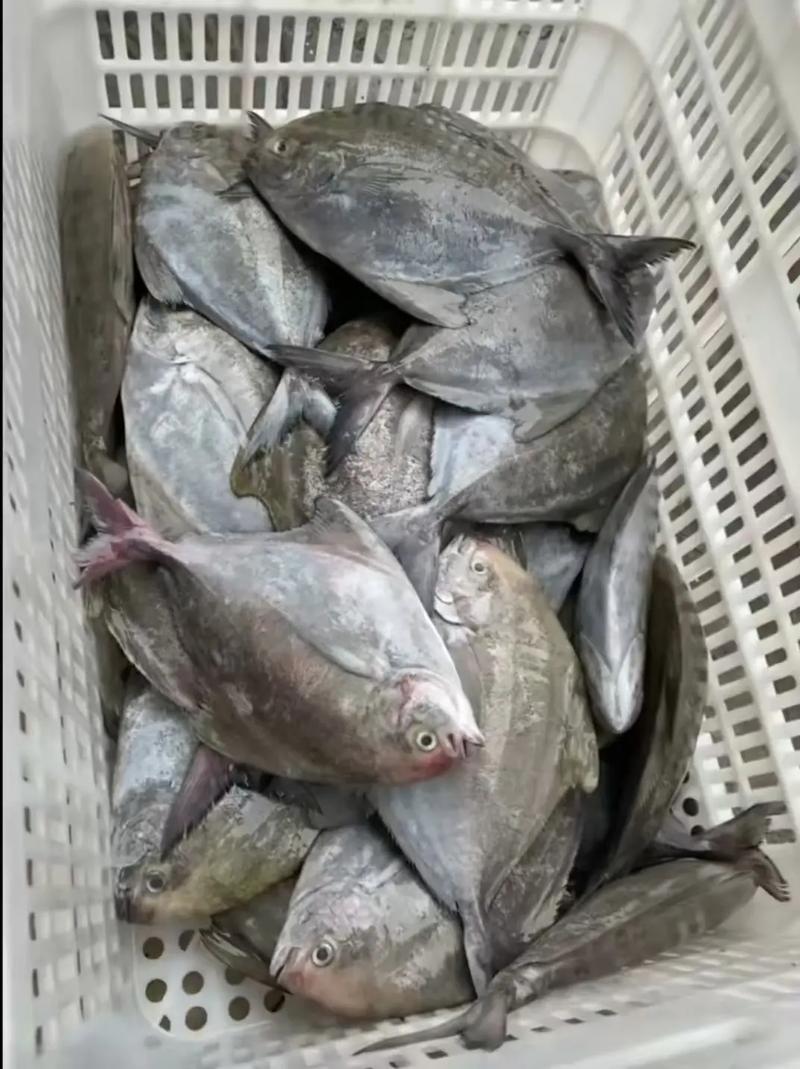 黑鯧魚是海魚還是河魚_黑鯧魚是什么魚_鯧魚和黑魚哪個貴