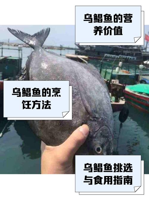 黑鯧魚是海魚還是河魚_黑鯧魚是什么魚_鯧魚和黑魚哪個貴