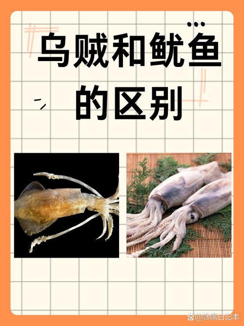 魷魚屬于魚類嗎?_魷魚屬于魚類制品嗎_魷魚屬于魚類動物嗎