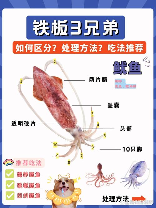 魷魚屬于魚類制品嗎_魷魚屬于魚類動物嗎_魷魚屬于魚類嗎?