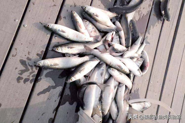 夏季梭魚釣位選擇_夏季海釣梭魚技巧_海釣技巧視頻
