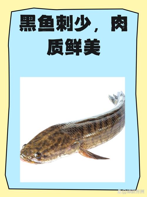 魚是黑色的_黑鯇是什么魚_黑魚是什么顏色