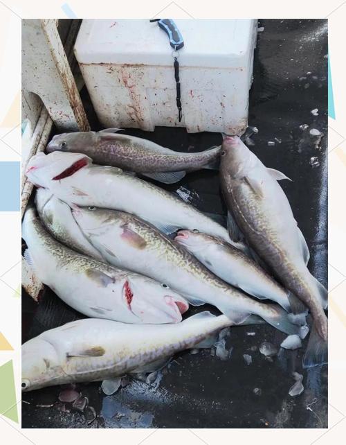 海釣技巧視頻教程_海釣鱈魚準備_深海船釣鱈魚技巧