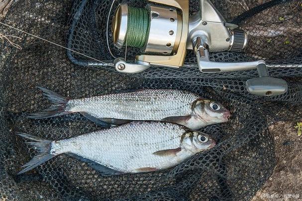 海釣技巧視頻教程_深海船釣鱈魚技巧_海釣鱈魚準備