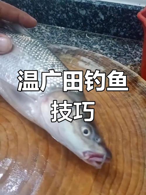 海釣技巧視頻教程_深海船釣鱈魚技巧_海釣鱈魚準備
