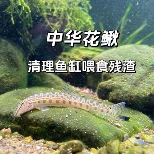 花泥鰍和普通泥鰍_中華花鰍-花泥鰍必看_花泥鰍是什么魚