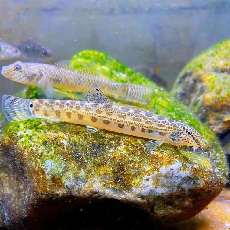 花泥鰍和普通泥鰍_花泥鰍是什么魚_中華花鰍-花泥鰍必看