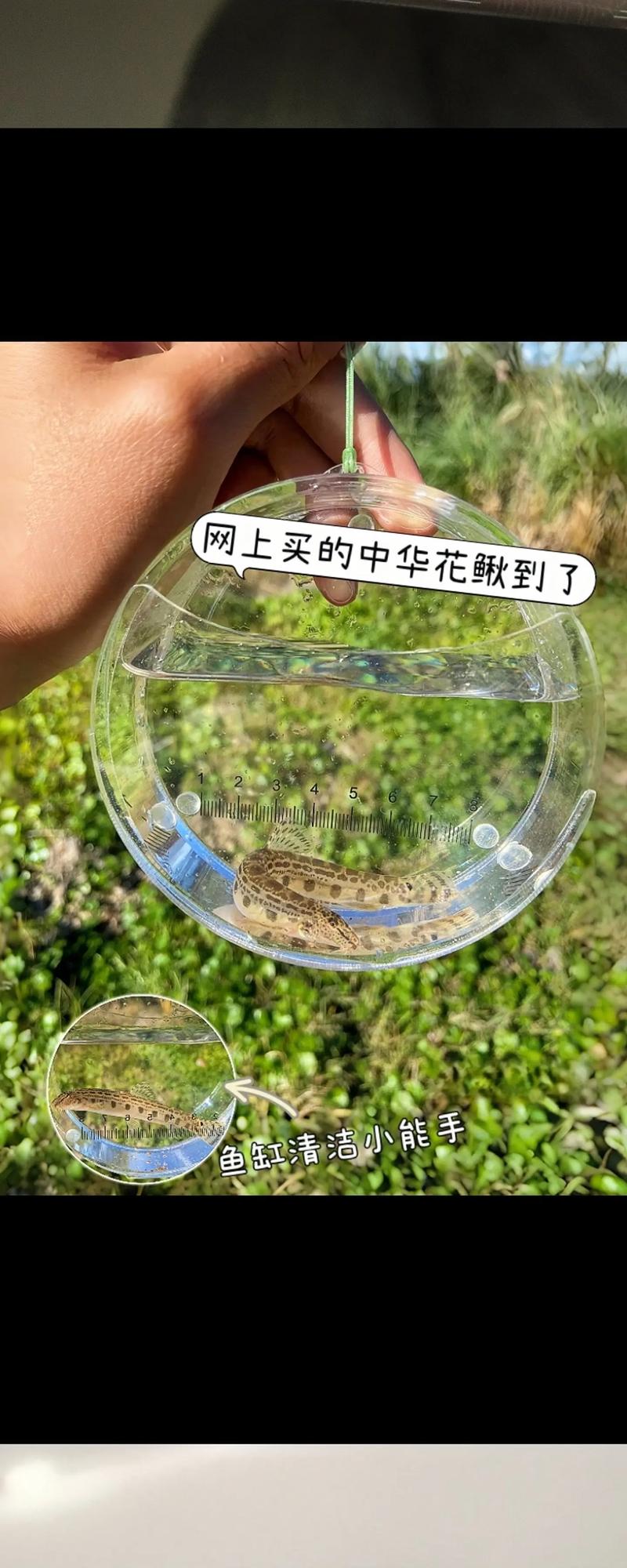 中華花鰍-花泥鰍必看_花泥鰍和普通泥鰍_花泥鰍是什么魚