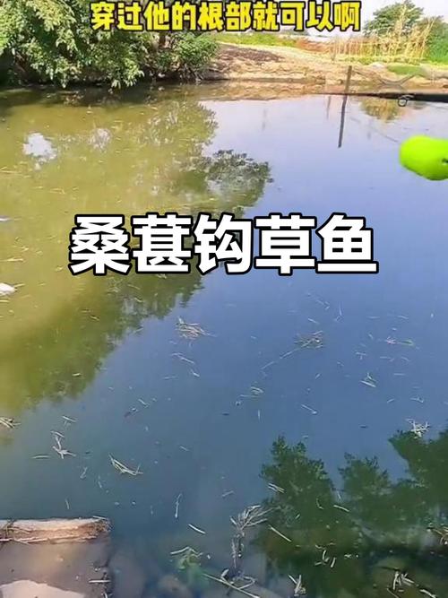 自制草魚餌料制作方法_草魚釣餌料推薦_草魚餌料推薦排名