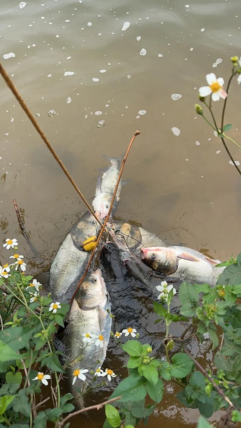 惠東釣魚_惠東平山哪里可以釣魚_惠東免費釣點