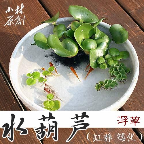 浮萍藥用價值_浮萍藥理研究_浮萍草浮萍草浮萍草操
