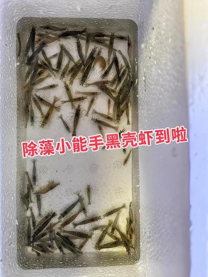 黑殼蝦飲食大揭秘：藻類與水生植物，如何影響其成長？