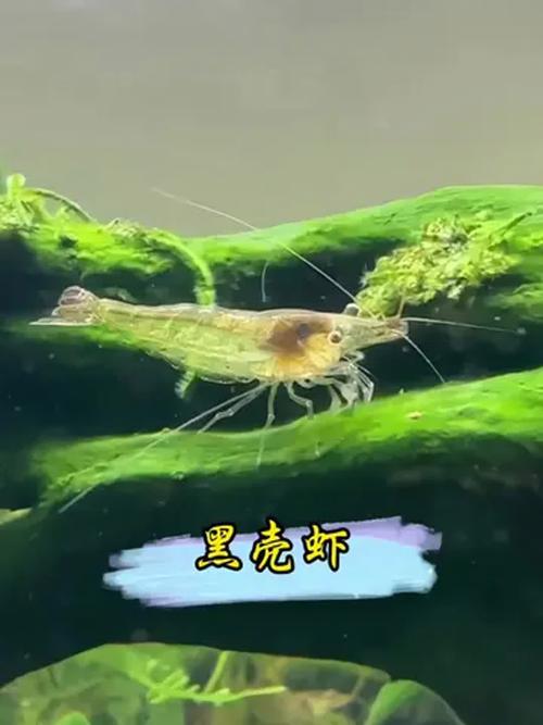 蝦食物吃黑殼還是白殼_吃黑殼蝦的蝦_黑殼蝦吃什么食物