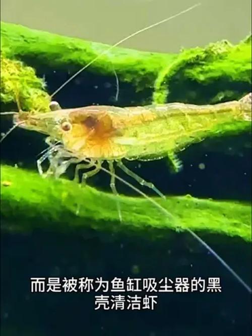 蝦食物吃黑殼還是白殼_黑殼蝦吃什么食物_吃黑殼蝦的蝦