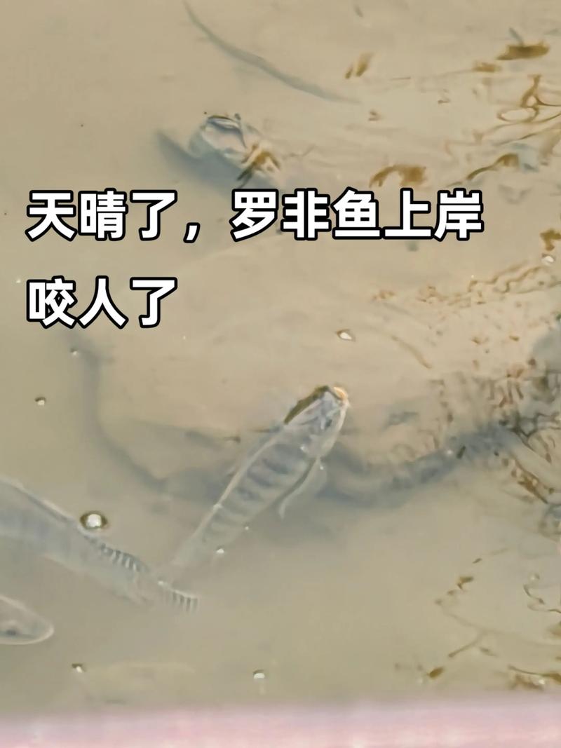 游釣中國2021第六季_游釣中國第一季_游釣中國第六季全集