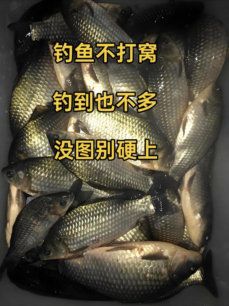 水庫釣鯉魚打窩技巧_江河釣鯉魚餌料配方_鯉魚窩料配方比例