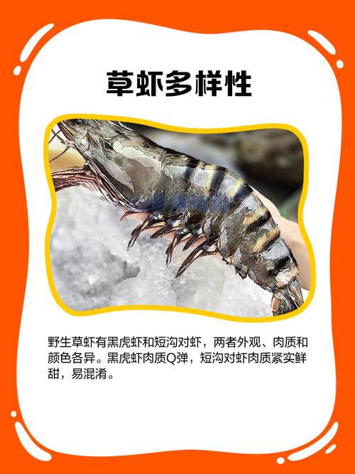 黑殼蝦是什么蝦_草蝦介紹_草蝦怎么做好吃