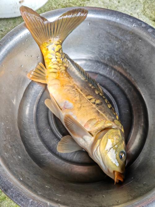 鯽魚喜歡吃啥東西_鯽魚到底喜歡吃什么_鯽魚喜歡吃什么食物?