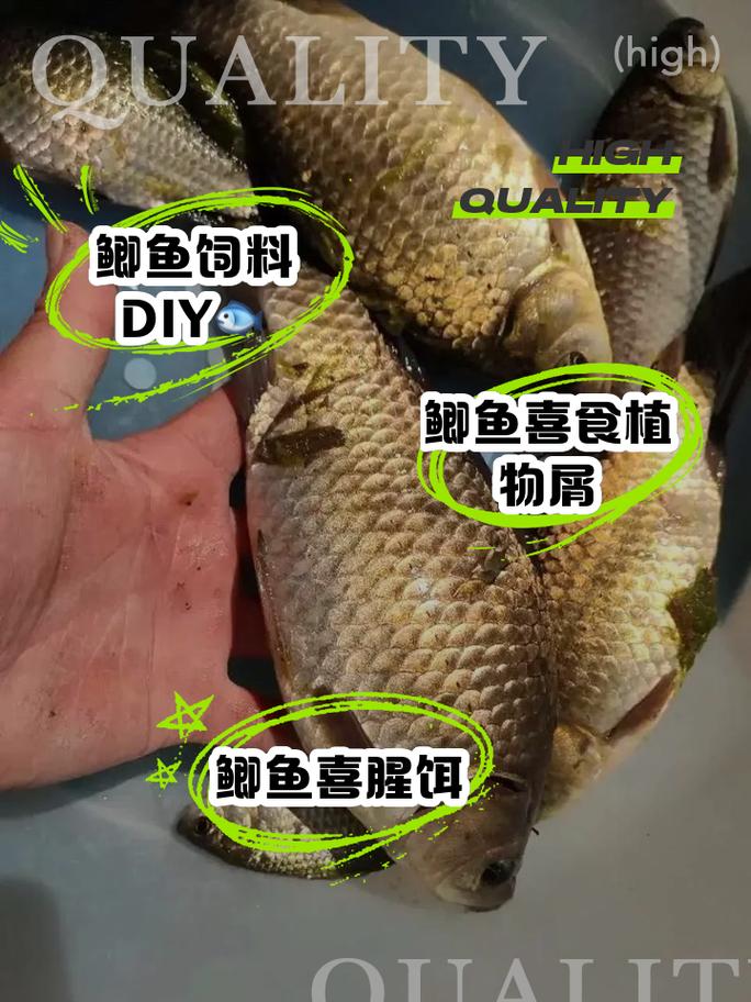 鯽魚到底喜歡吃什么_鯽魚喜歡吃什么食物?_鯽魚喜歡吃啥東西