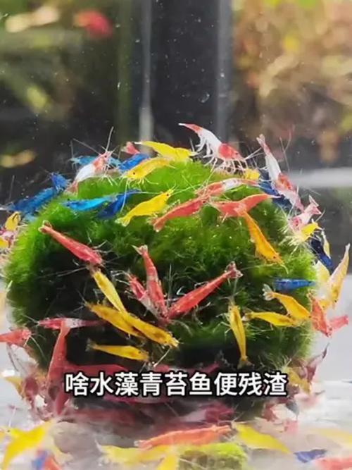觀賞蝦品種介紹_如何挑選觀賞蝦_黑殼蝦是什么蝦