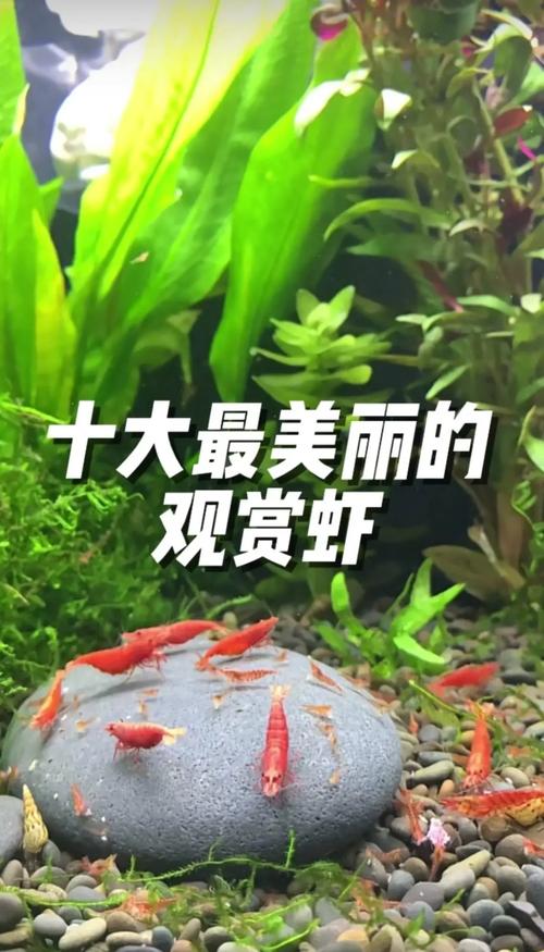 黑殼蝦是什么蝦_如何挑選觀賞蝦_觀賞蝦品種介紹