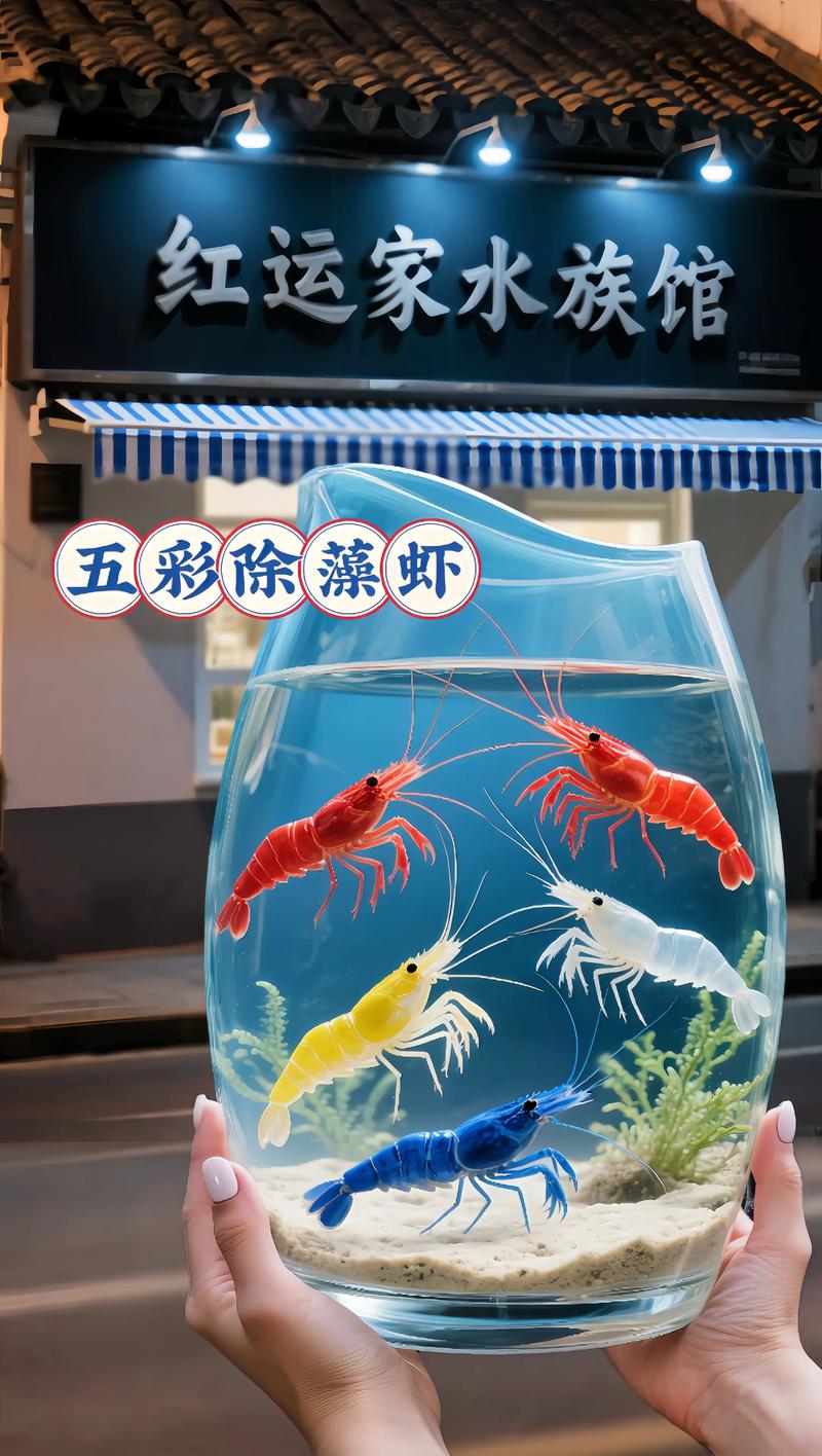 觀賞蝦品種介紹_如何挑選觀賞蝦_黑殼蝦是什么蝦