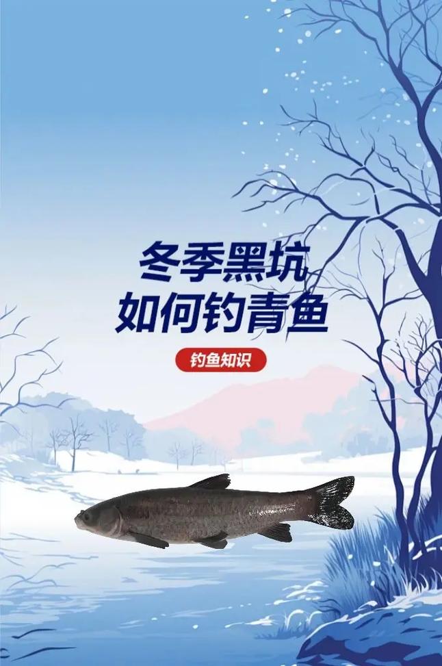 黑坑釣青魚不開口怎么釣_黑坑青魚釣不到怎么辦_青魚不開口原因分析