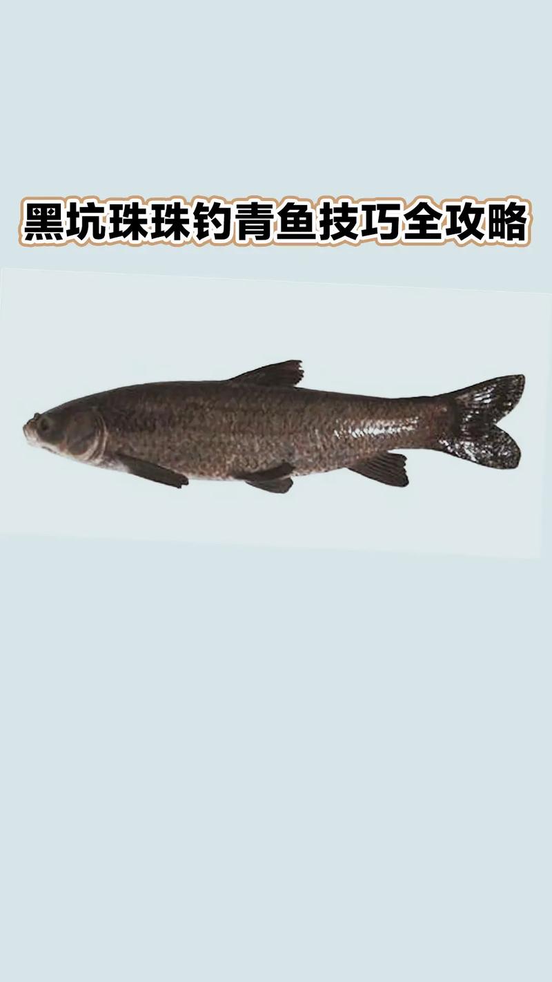 黑坑釣青魚不開口怎么釣_黑坑青魚釣不到怎么辦_青魚不開口原因分析