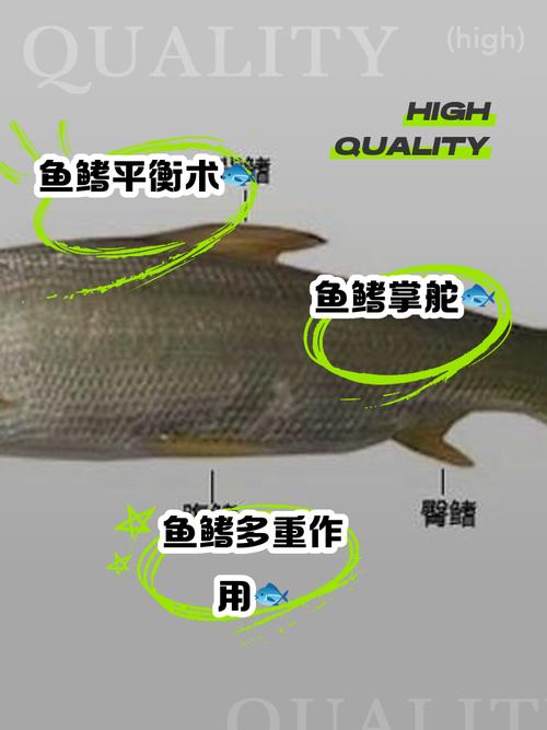 魚兒游游_魚兒游過來游戲_魚兒為什么會游