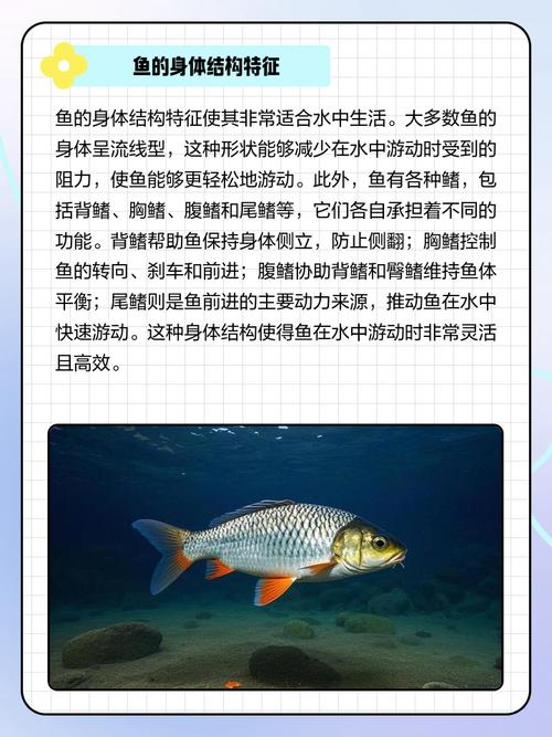 魚兒游游_魚兒為什么會游_魚兒游過來游戲