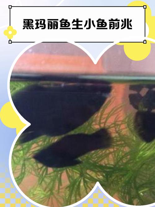 黑瑪麗魚是什么魚_黑瑪麗魚顏色變淺_瑪麗魚黑色