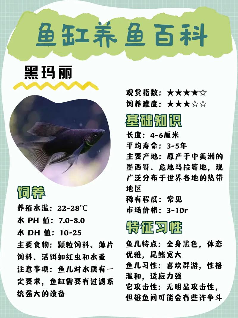 黑瑪麗魚顏色變淺_黑瑪麗魚是什么魚_瑪麗魚黑色
