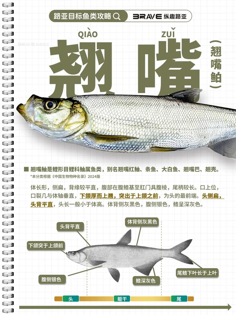 翹嘴的生活習性與路亞翹嘴技巧_夜釣翹嘴攻略_夜釣翹嘴技巧分享