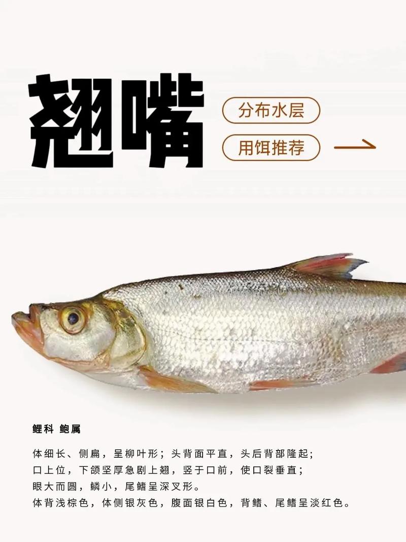 夜釣翹嘴技巧分享_翹嘴的生活習性與路亞翹嘴技巧_夜釣翹嘴攻略