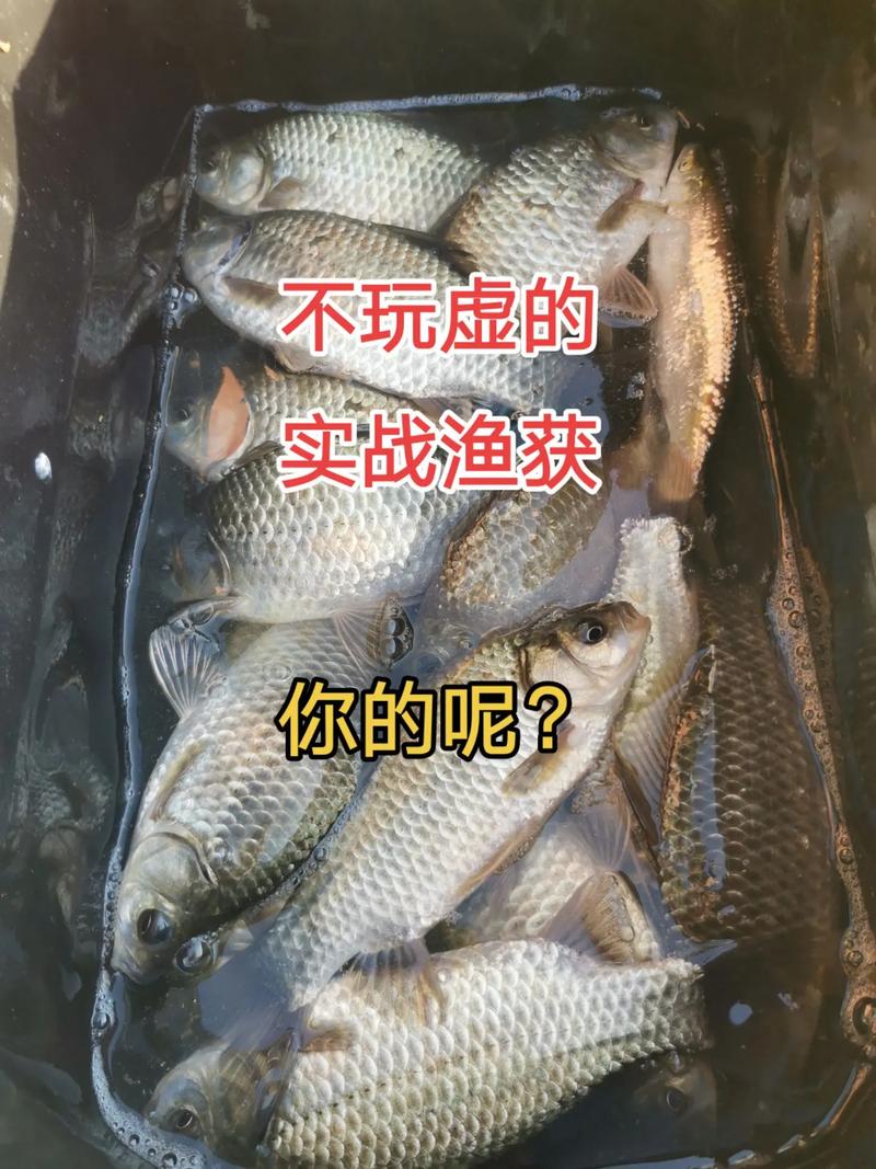 窩料搭配聚魚留魚_野釣鯽魚打窩料配方_初春釣大鯽