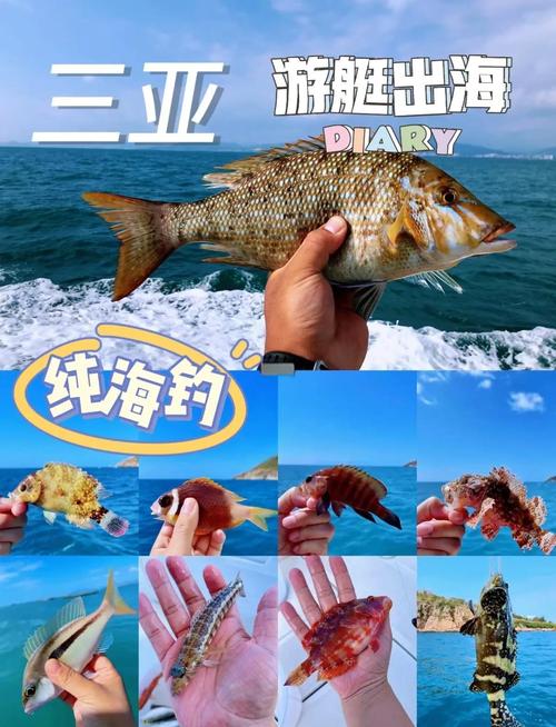 三亞出海能釣到什么魚_釣魚三亞出海可以釣魚嗎_三亞哪里可以出海釣魚