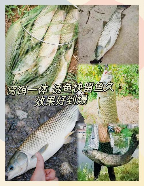 夏季野釣草魚餌料配方_盛夏野釣草魚餌料_夏季釣草魚最佳餌料