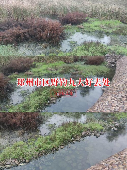 鄭州釣魚村在哪里_鄭州東區哪里讓釣魚_鄭州鄭東新區龍子湖附近釣魚地點