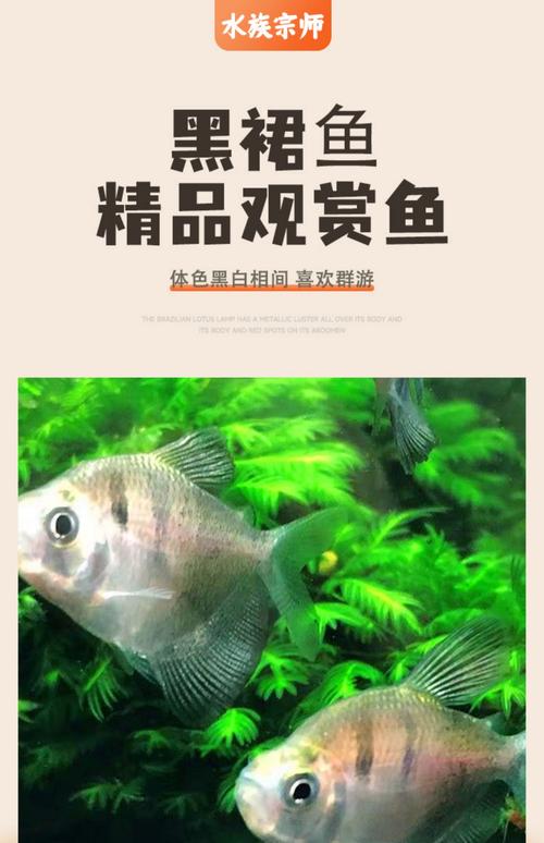觀賞魚黑裙_黑裙魚變黑了_黑裙魚是什么魚