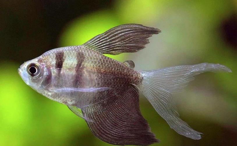 觀賞魚黑裙_黑裙魚是什么魚_黑裙魚變黑了