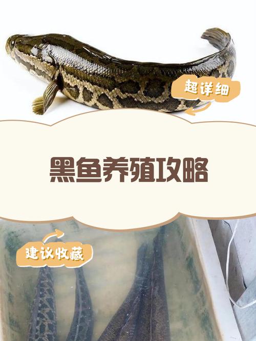 黑魚吃什么食物_黑魚飼養技巧_家養黑魚方法